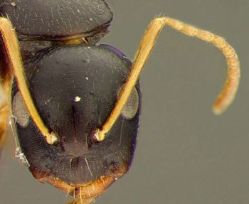 Media type: image; Entomology 26108   Aspect: head frontal view